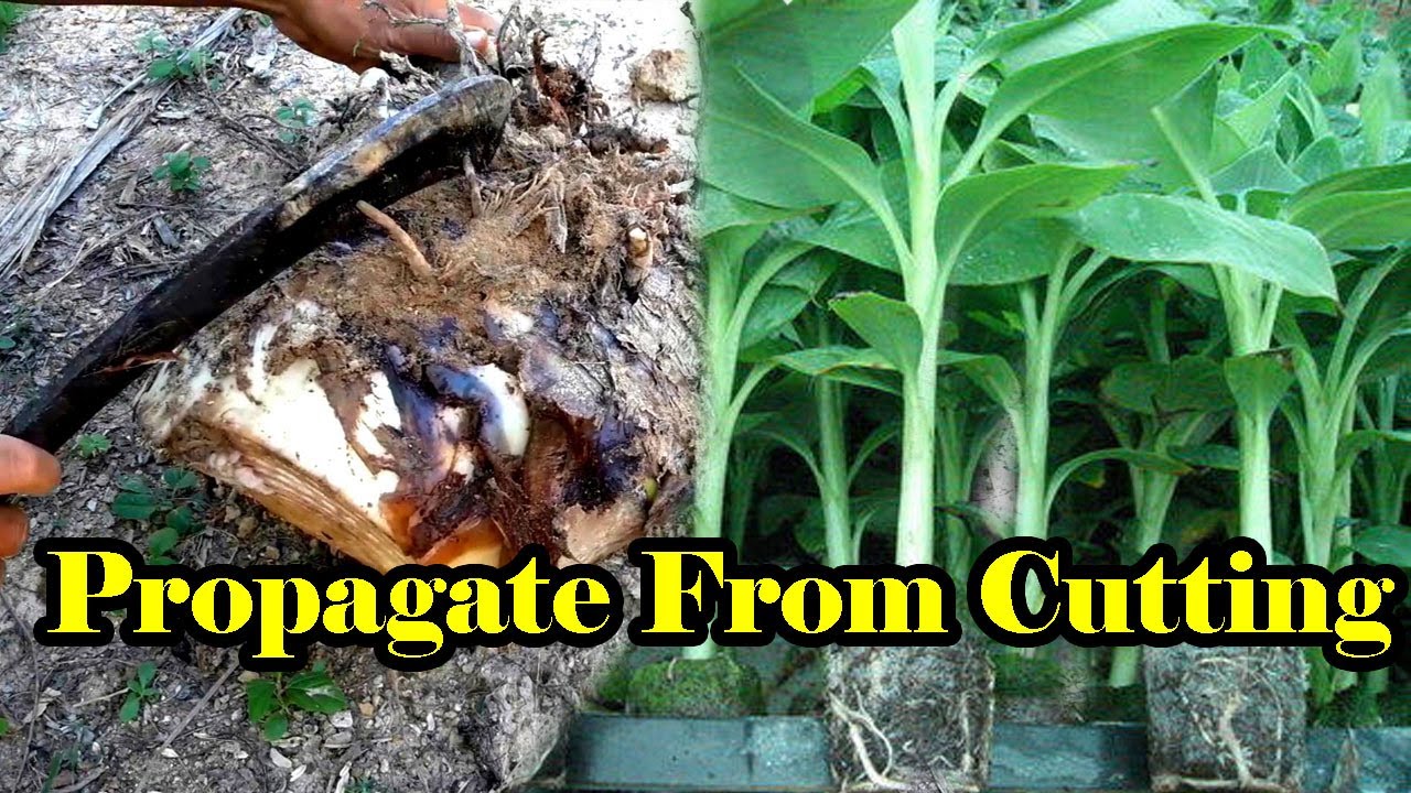 How To Propagate Banana From Cutting Fast /Sokha Chetra