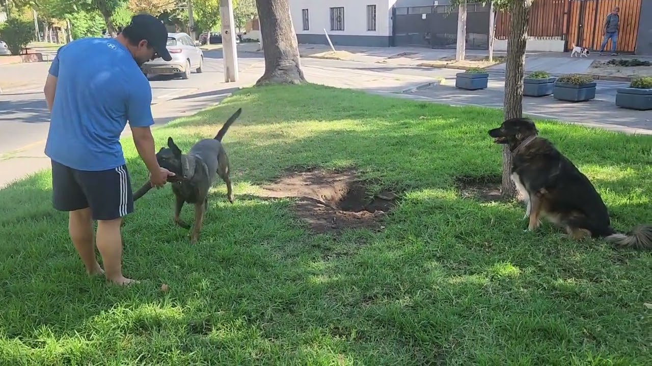 Paseo perruno 15.03.26 