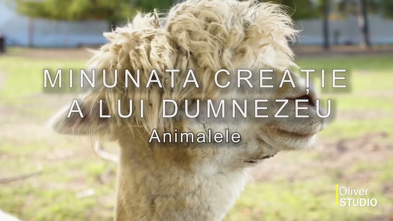 Animalele - Minunata Creatie a lui Dumnezeu - Dumnezeu a creat animalele