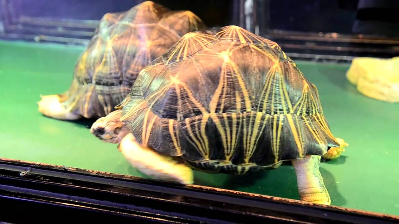 Radiated tortoise(Astrochelys radiata) @ Tuen Mun Reptile House