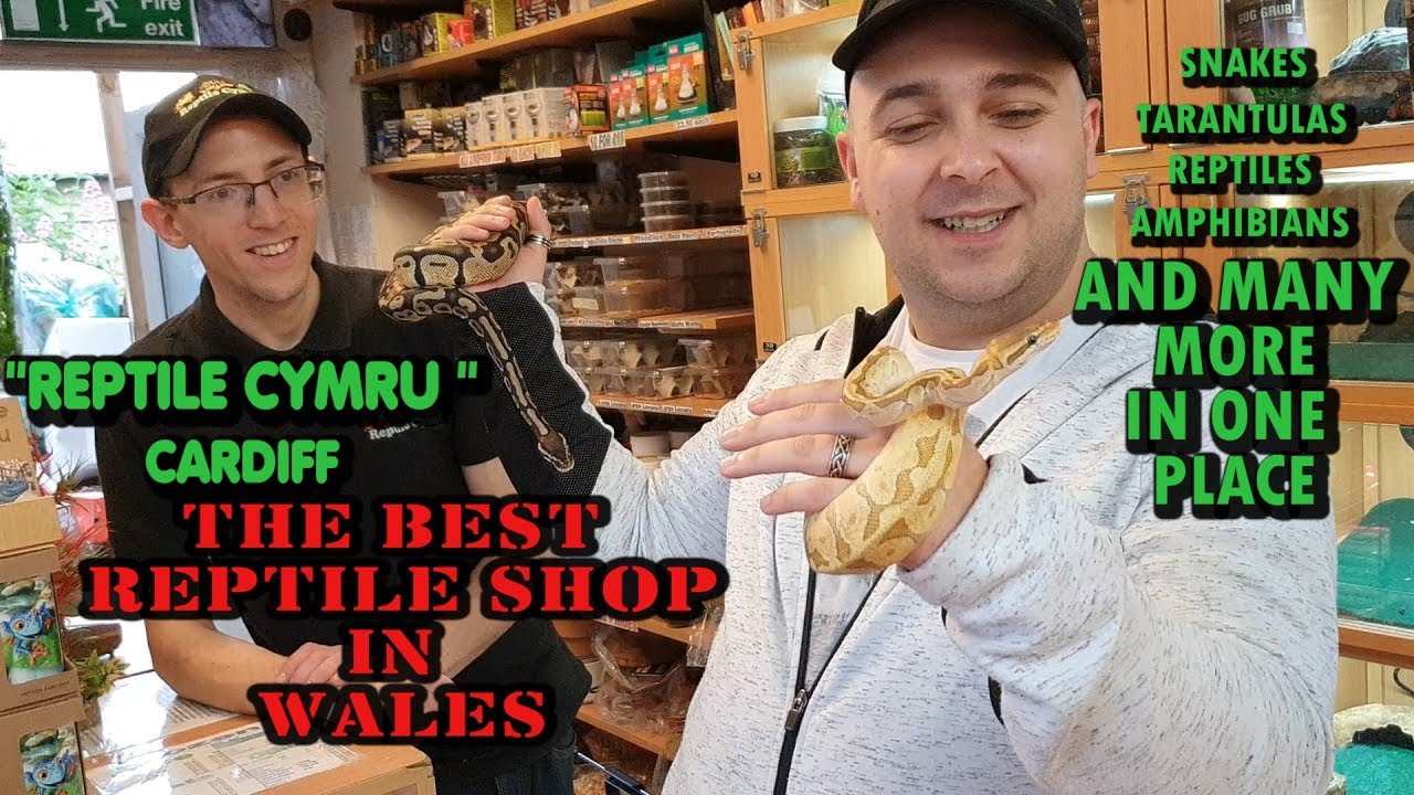 Najlepszy sklep terrarystyczny w Walii 