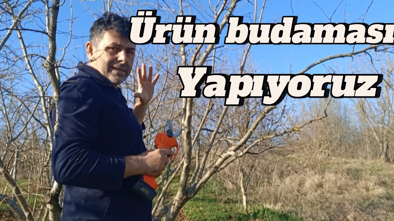 FINDIK'TA ÜRÜN BUDAMASI