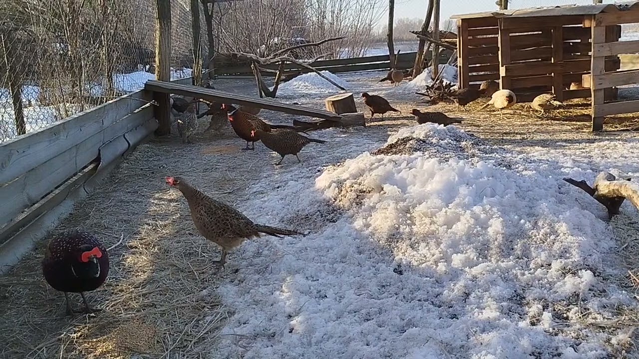 #pheasant #fazan #фазан #мисливські #фазанка #фазани #березень #03 #birds #01 
