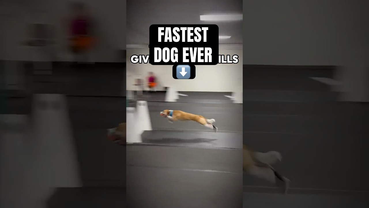 FASTEST DOG EVER #dogs #sports #flyball