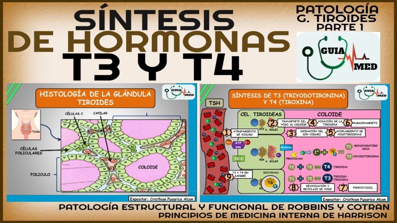 SÍNTESIS DE T3 Y T4 | GuiaMed
