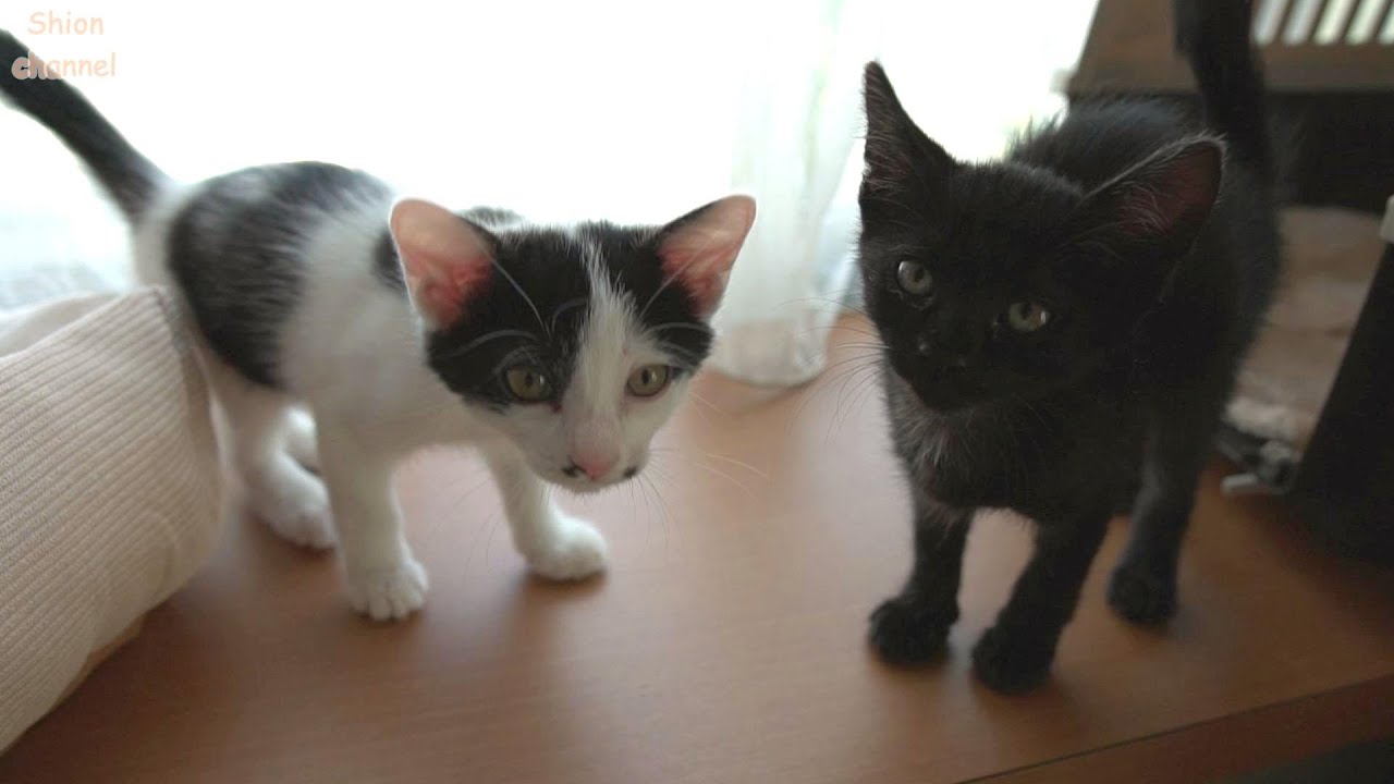 おはよう！朝は先住猫たちへの挨拶から始まる子猫たち
