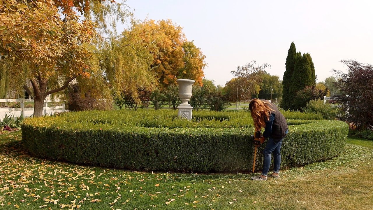 Trimming our Boxwoods! ✂️🌳✂️ // Garden Answer