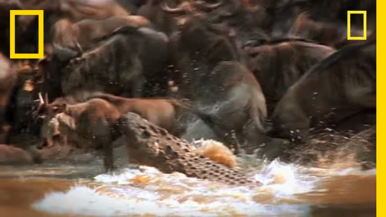 Crocodiles | Deadly Instinct