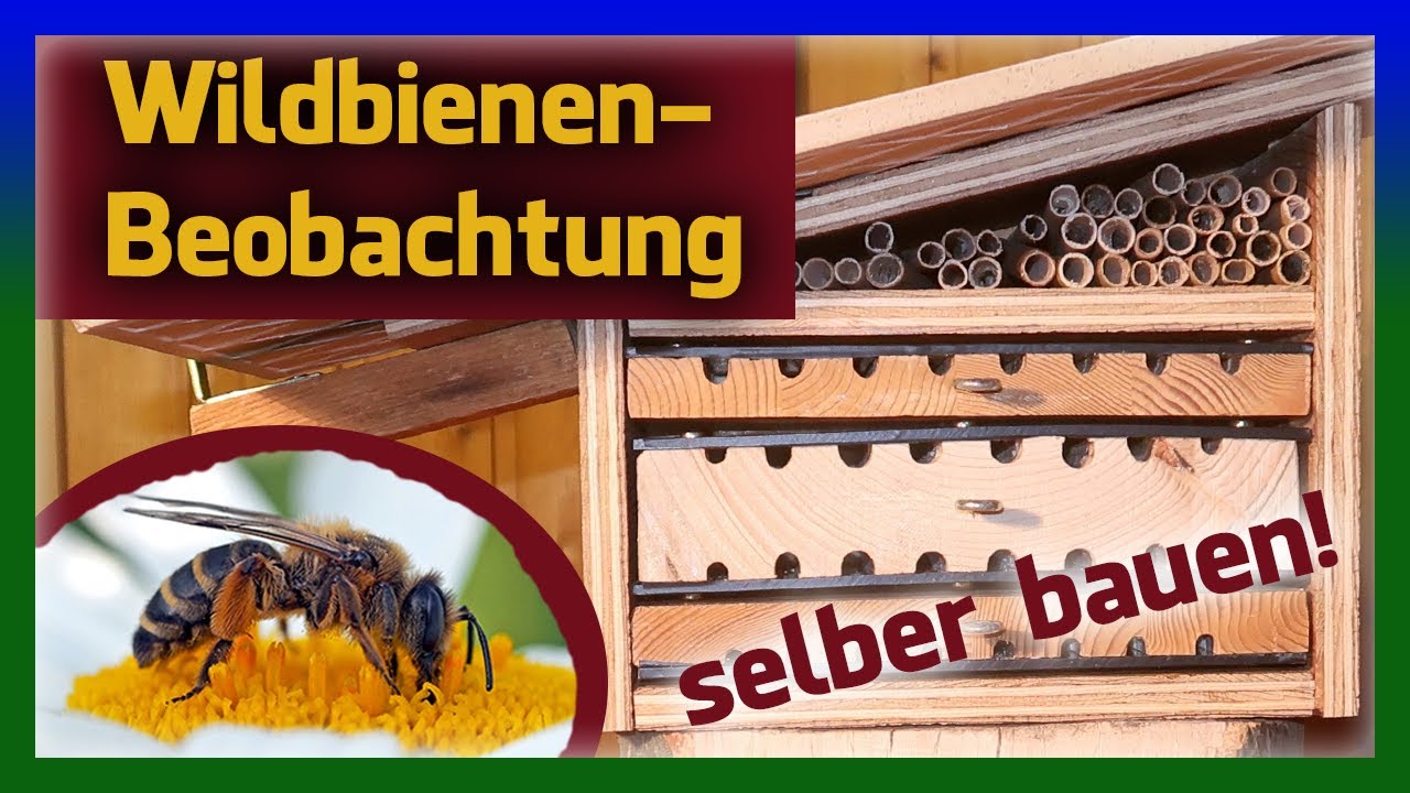 Beobachtungskasten Wildbienen Nisthilfe selber bauen Insektenhotel