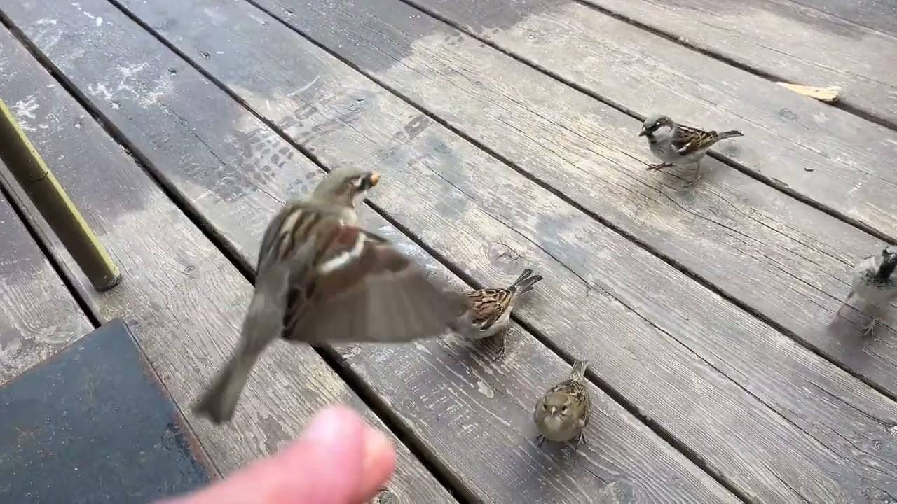 Handfeeding Sparrows/- The clan come all the way up to my hand! Lovely Birds 