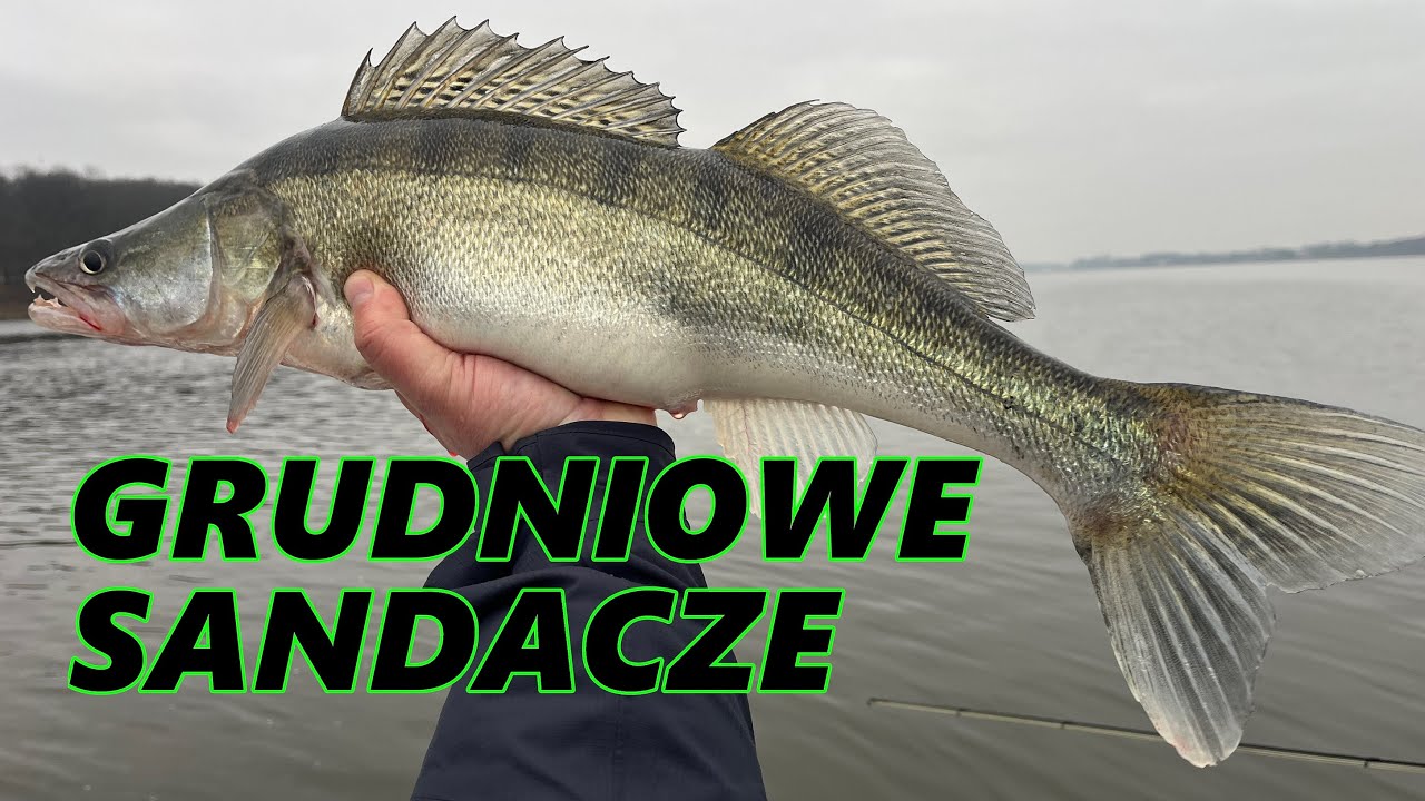 GRUDNIOWE SANDACZE Z ZALEWU ZEGRZYŃSKIEGO. ZNOWU CHCIAŁY KONKRETNĄ PRZYNĘTĘ I TYLKO NA TO BRAŁY!
