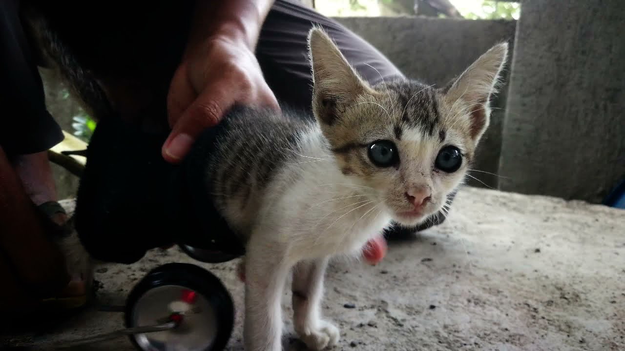 Pusa na pilay |DIY kitten wheel chair | JC Enon