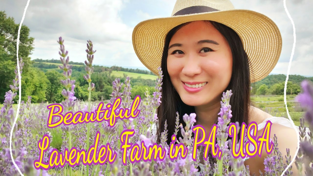 A Must Visit Lavender Farm, Hope Hill Lavender Farm in PA, USA. Very Beautiful 😍