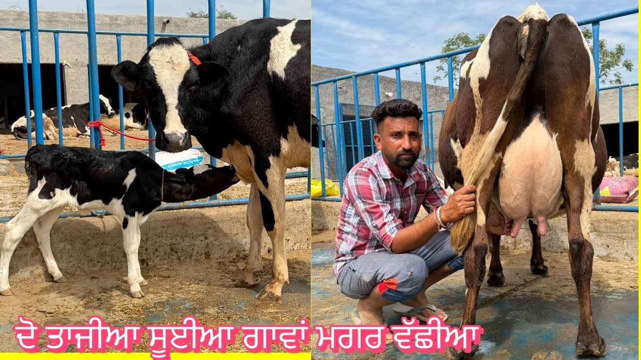 ਫਾਰਮ ਚ ਦੋ ਤਾਜ਼ੀਆਂ ਸੂਈਆਂ ਗਾਵਾਂ 👌🏻🔥ਮਗਰ ਵੱਛੀਆਂ 💎🔥ਘੱਟ ਰੇਟ 😱🔥Bawa dairy farm 