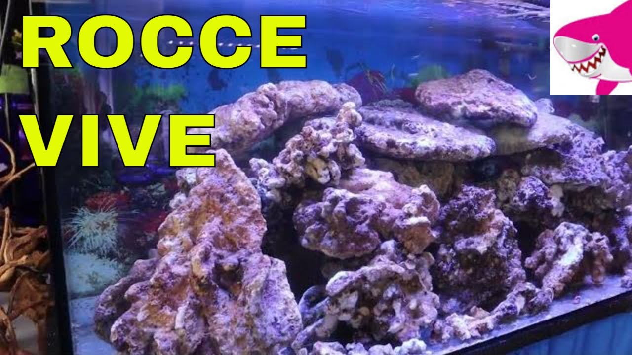 ROCCE VIVE Per acquario marino by Tropicalmania 😀