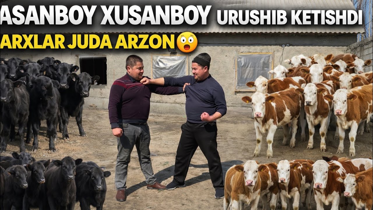 XASANBOY XUSANBOYLAR URUSHIB KETAIDI😲NARXLAR KESKIN ARZONLADI 