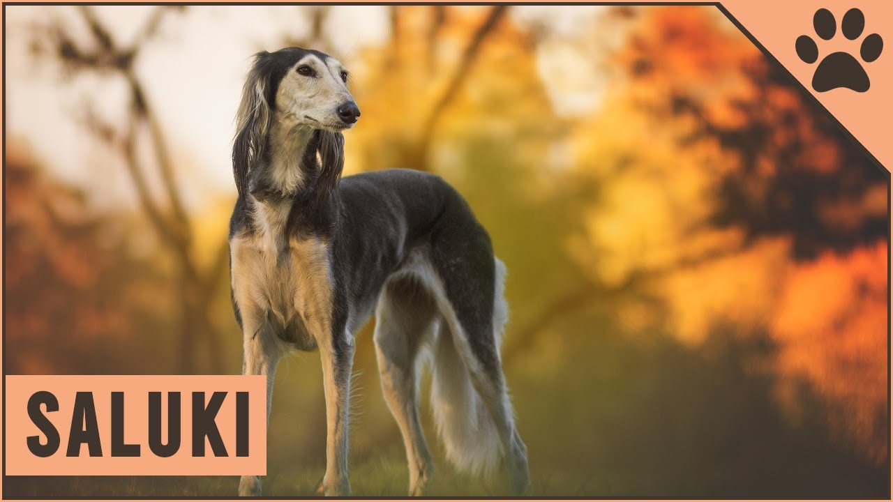 Saluki Dog Breed - The Persian Sighthound