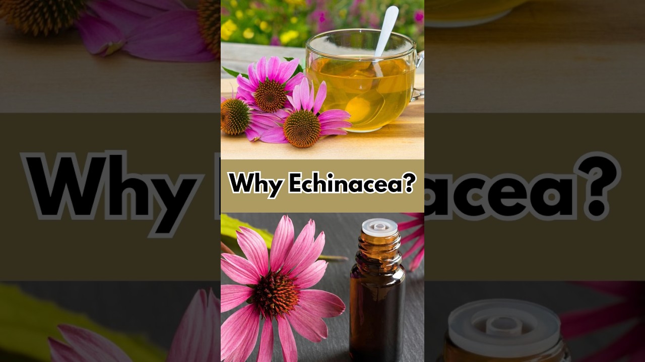Echinacea Benefits for Immune Support & Cold Relief 🌿