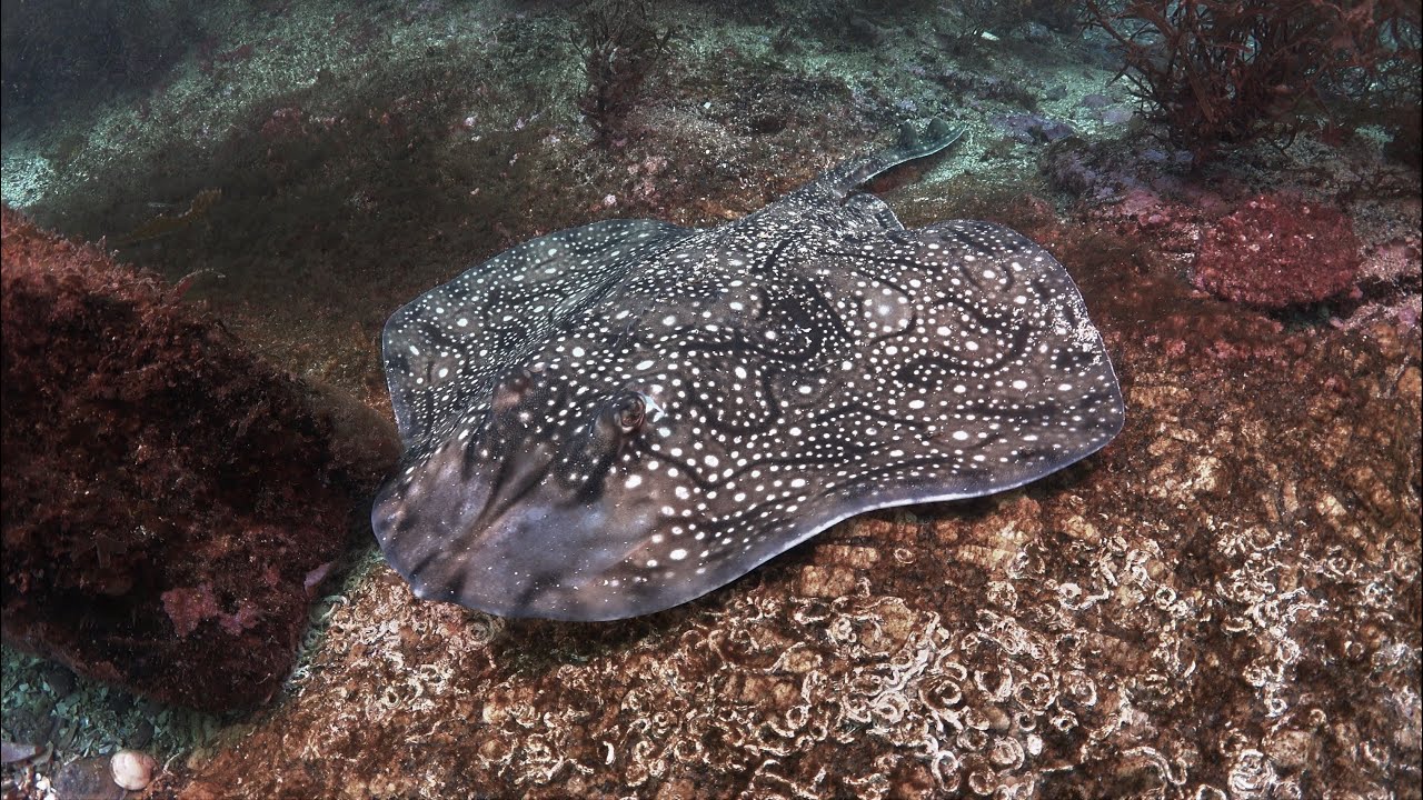 La biodiversidad de rayas en las Islas Cíes.