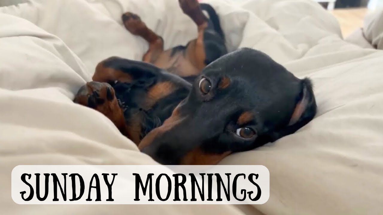 When a Mini Dachshund realizes it‘s  Sunday 💕🐶