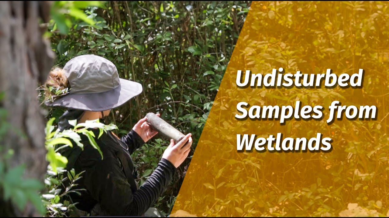 NC State University Wetland Maintenance Study Using Undisturbed Sampling