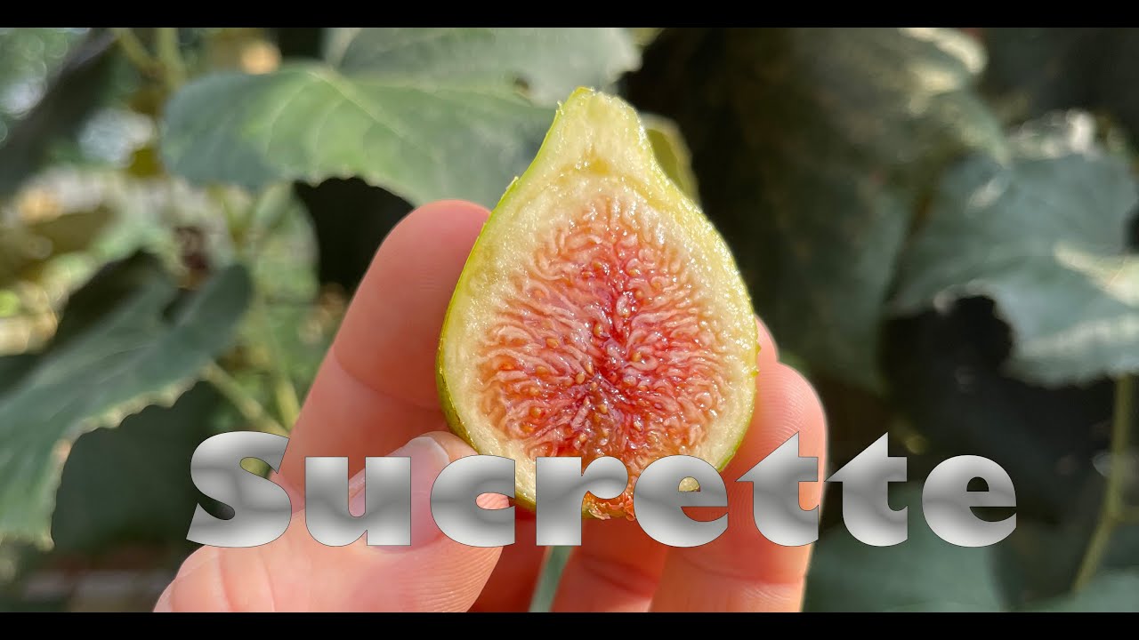 Sucrette - A medium sized berry fig