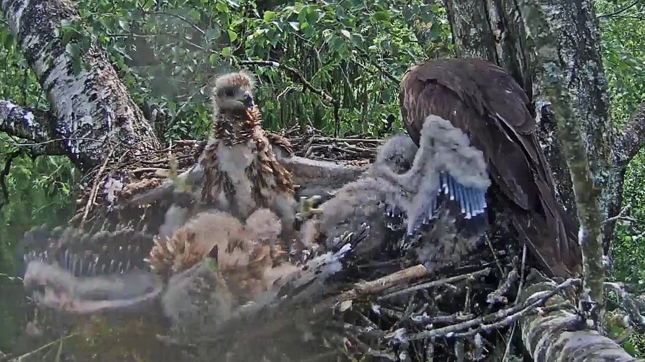 Black Kit~Extreme sibling rivalry-That's new on the nest~10:36 am 2020/06/18