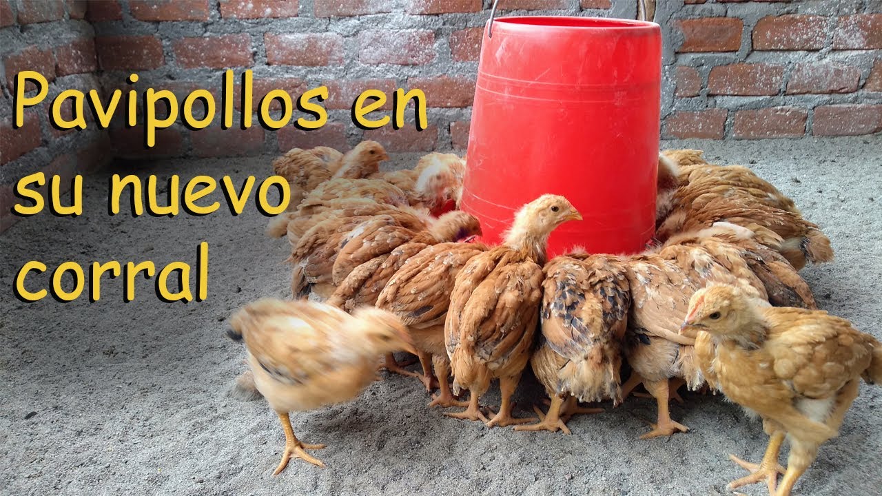 PAVIPOLLOS EN UN NUEVO CORRAL pollos criollos *AVES DE CORRAL