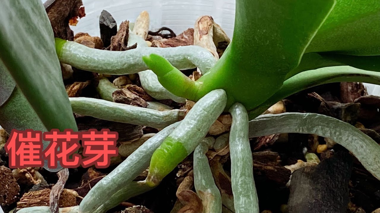 【静姐蝴蝶兰48】这样，蝴蝶兰就能出花芽，还需要催吗？怎么催花？不同情况下出花芽的条件是什么？