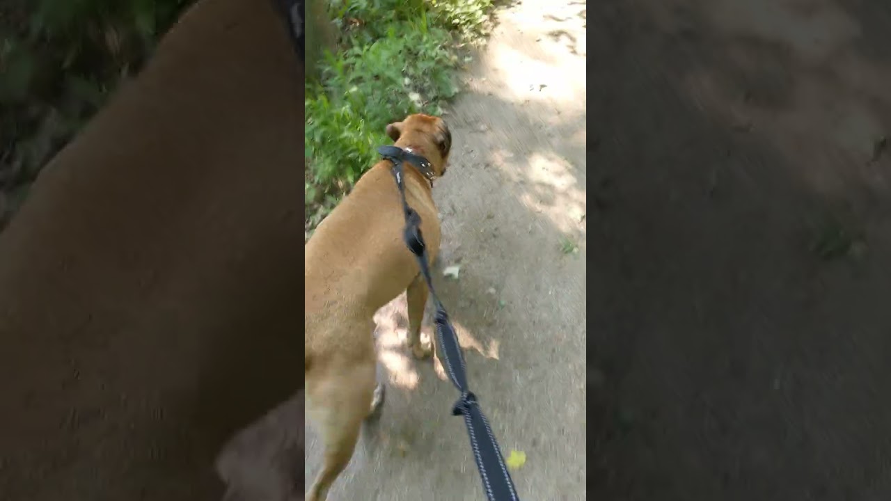 video until Hercules 🐕 poops 💩