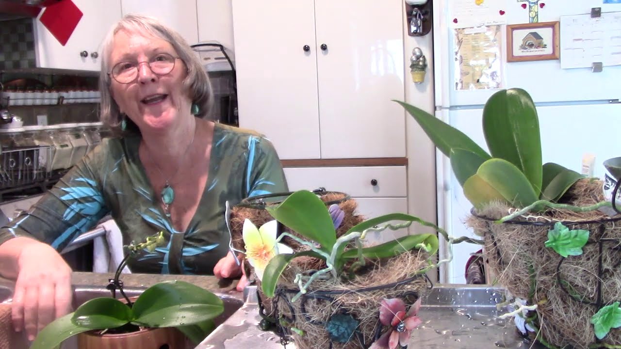 Black  Tea Facts, Water schedule change, re pot phalaenopsis orchid