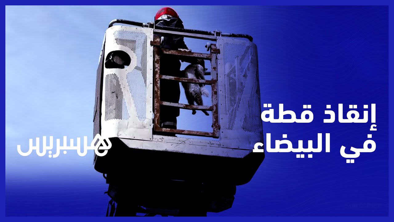 إنقاذ قطة بالبيضاء.. عناصر الوقاية المدنية تنقذ قطة من أعلى نخلة في العاصمة الاقتصادية