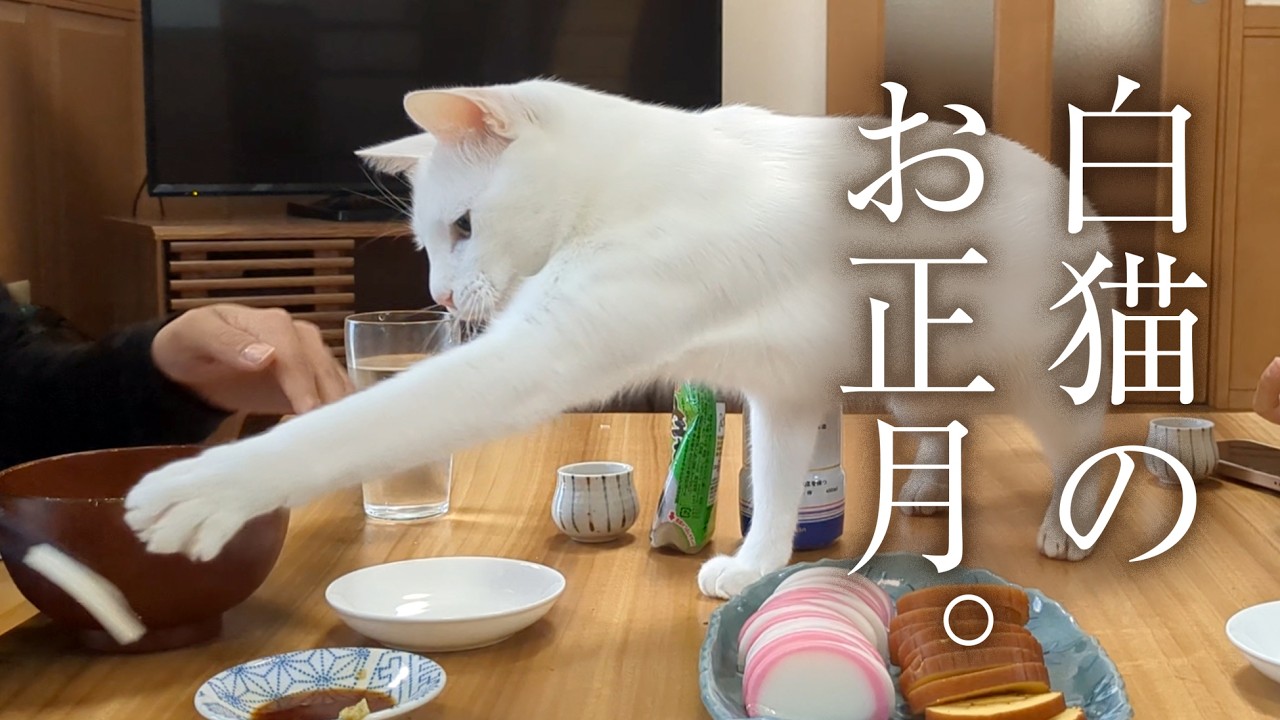 元迷い猫と過ごす二度目のお正月。