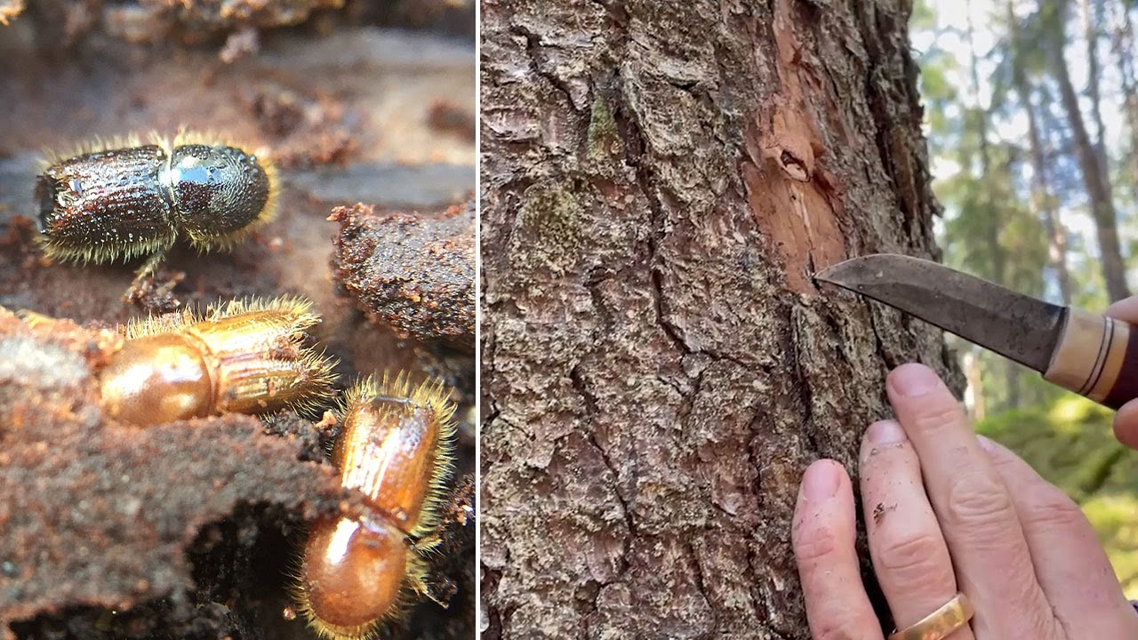 Granbarkborren – så undviker vi angrepp mot skogen