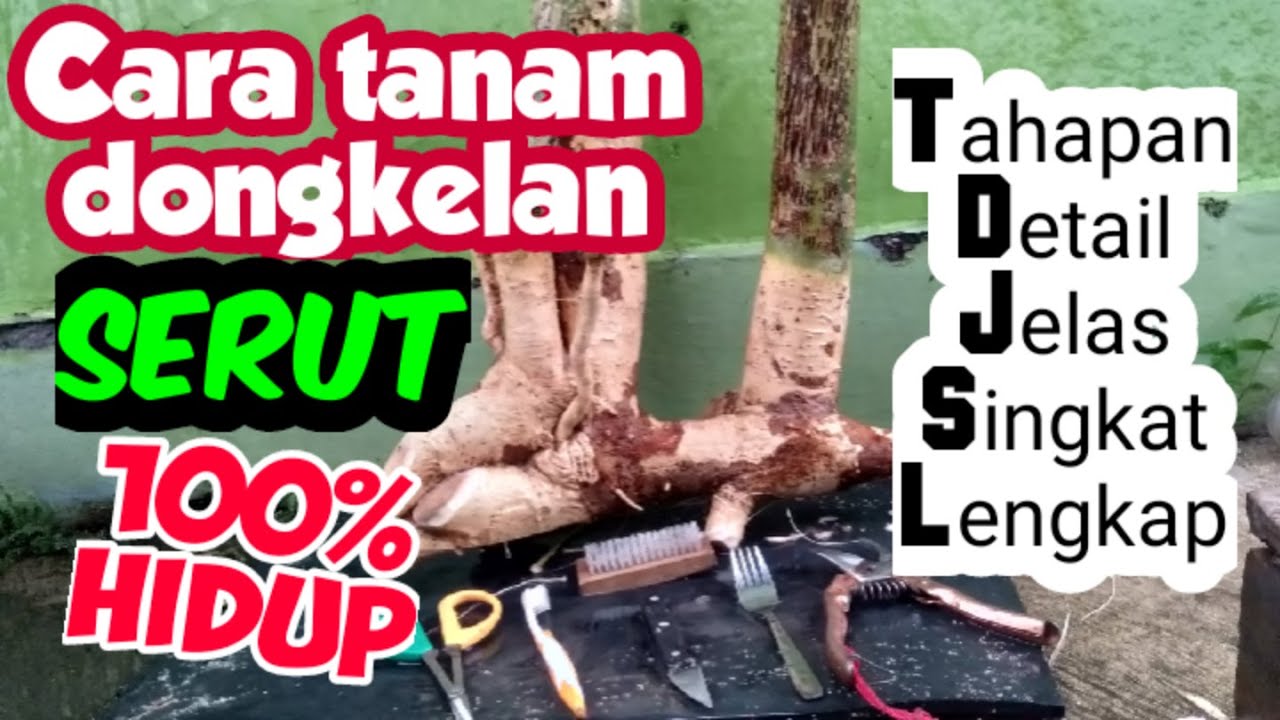Penjelasan lengkap cara menanam dongkelan serut 100% HIDUP, mulai dari mendongkel sampai menyungkup.