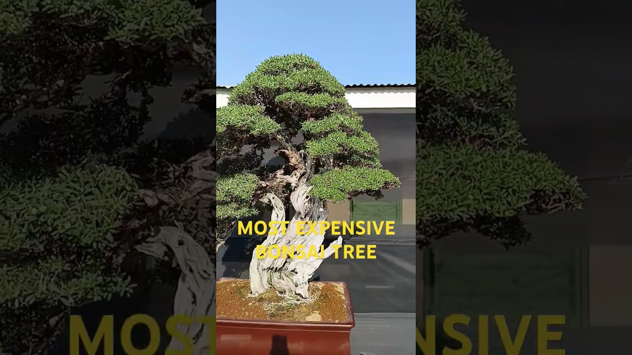 MOST EXPENSIVE BONSAI TREE'S, ALSO KNOW AS PHEMPIS ACIDULA