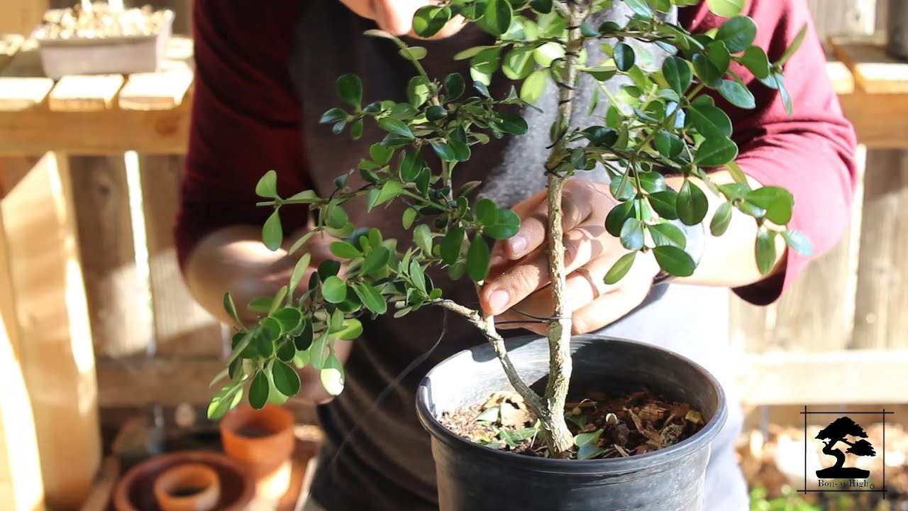Boxwood Bonsai - Shaping and wiring Twin Trunk Style