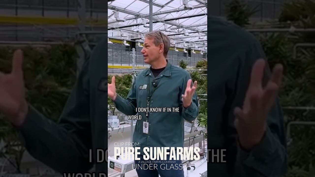 Pink Kush put Pure Sunfarms on the map #UnderGlass #PureSunfarms #legaciespodcast