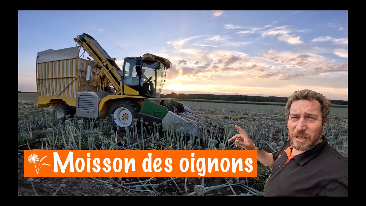 Moisson des oignons : plein de nouveautés cette année !