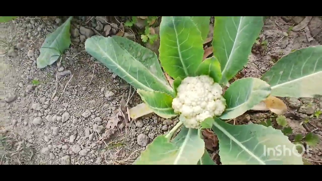 खेत की हरीयाली, वाह 🍀 कितनी सुंदर है… देखकर मन खुश हो गया। 😱🫣 # long vedeo