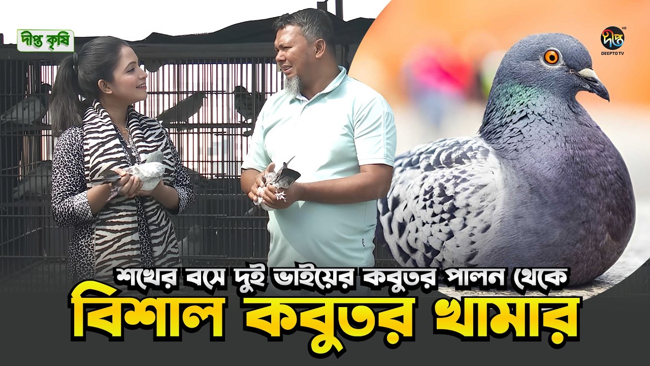 Deepto Krishi l শখের বসে দুই ভাইয়ের কবুতর পালন থেকে বিশাল কবুতর খামার l Ep 1805 l Pigeon Farm