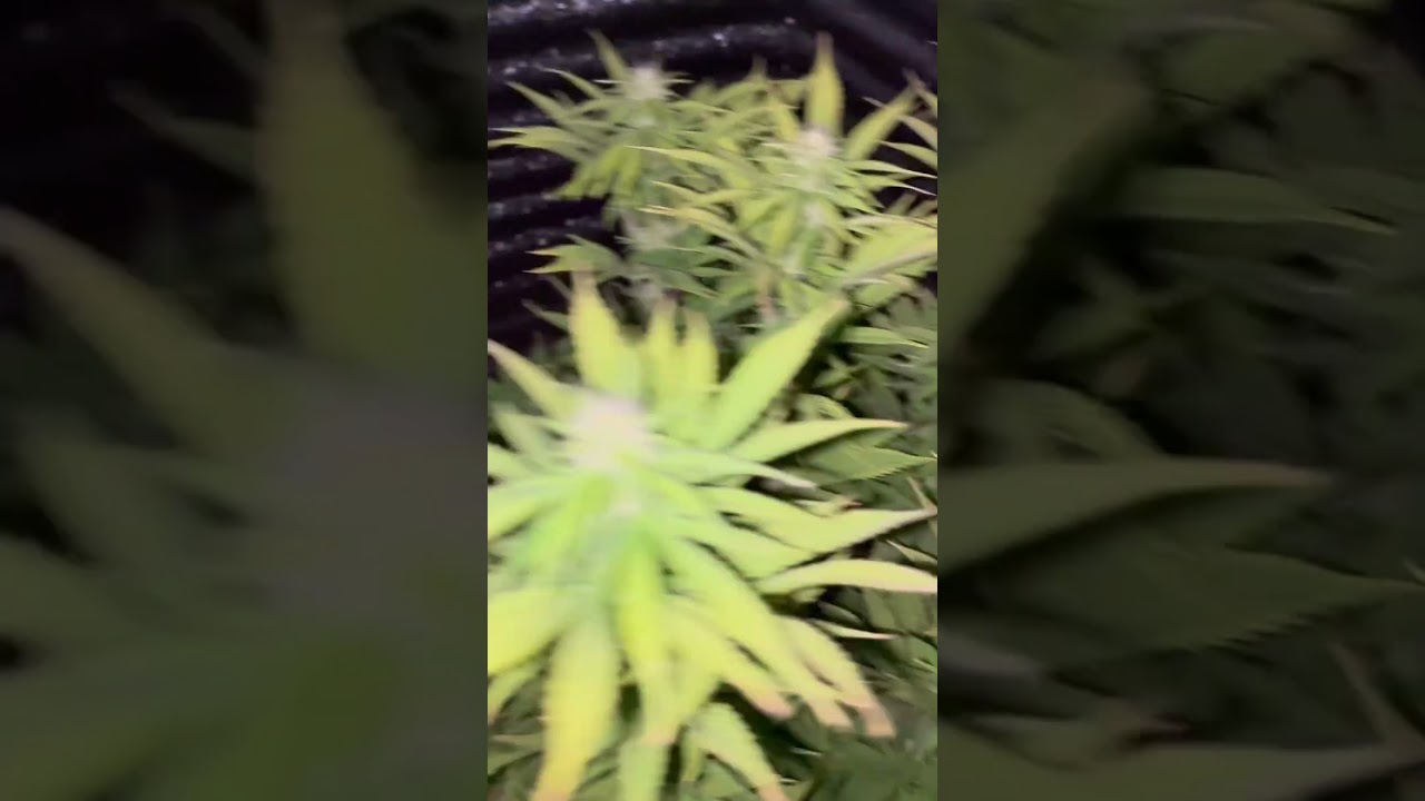 Inicio de flora de estas regulares con prueba de corte apical ✌🏼🍀