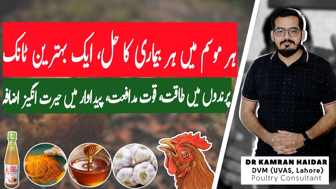 Best Natural Tonic for Broilers & Desi Chickens | All-Season Immunity Booster for Poultry