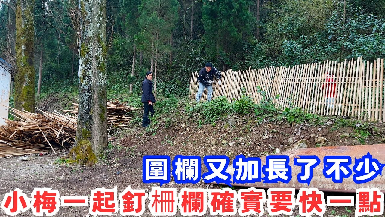 兩夫妻共同協作改造廢棄房屋，小梅一起釘柵欄確實要快一點，今日柵欄又加長了8米，好多遊客都覺得做燒烤啤酒有搞頭，真的嗎？