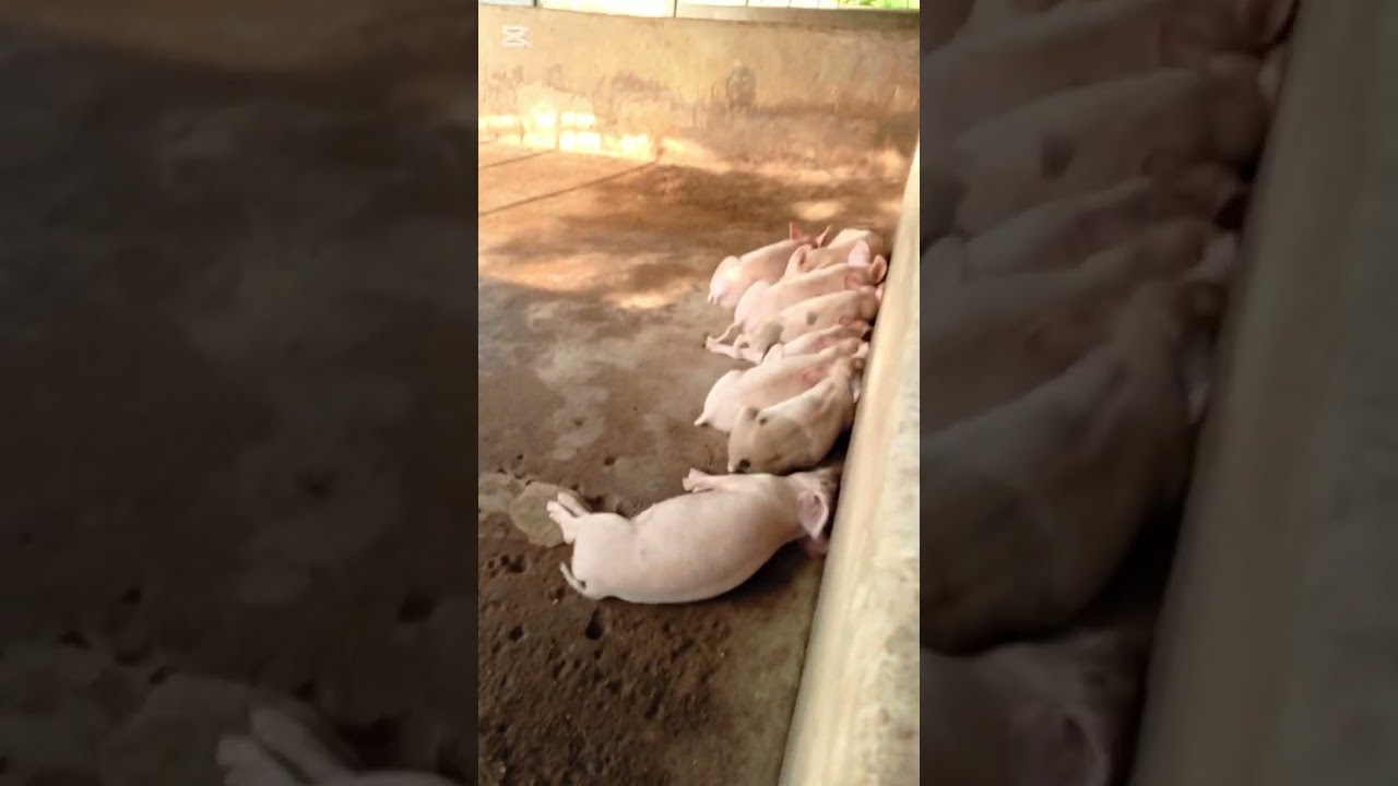 pig farm visit in ogun state Nigeria