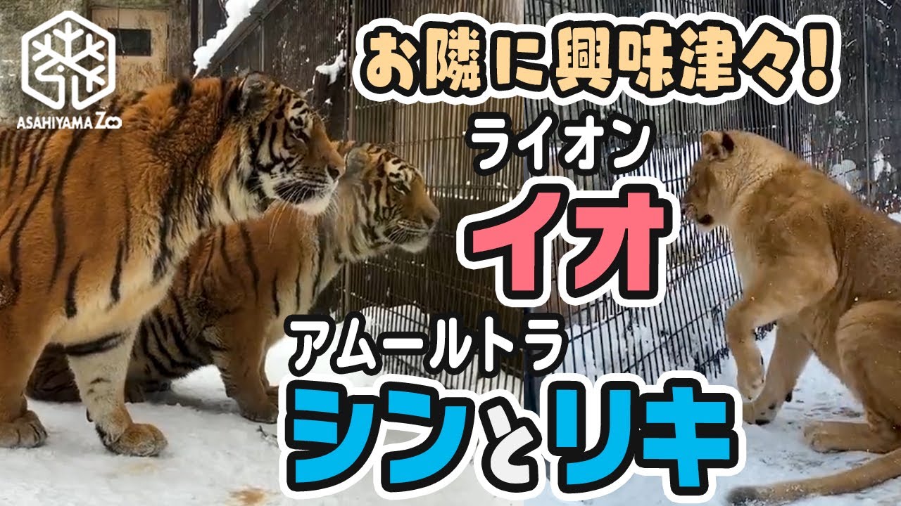 【 旭山動物園】❄️世界ネコの日🐈ひんやりネコ動画❄️お隣に興味津々！ライオンのイオ🐱とアムールトラのシンとリキ🐯🐯[Asahiyama Zoo]  Amur Tiger and Lion