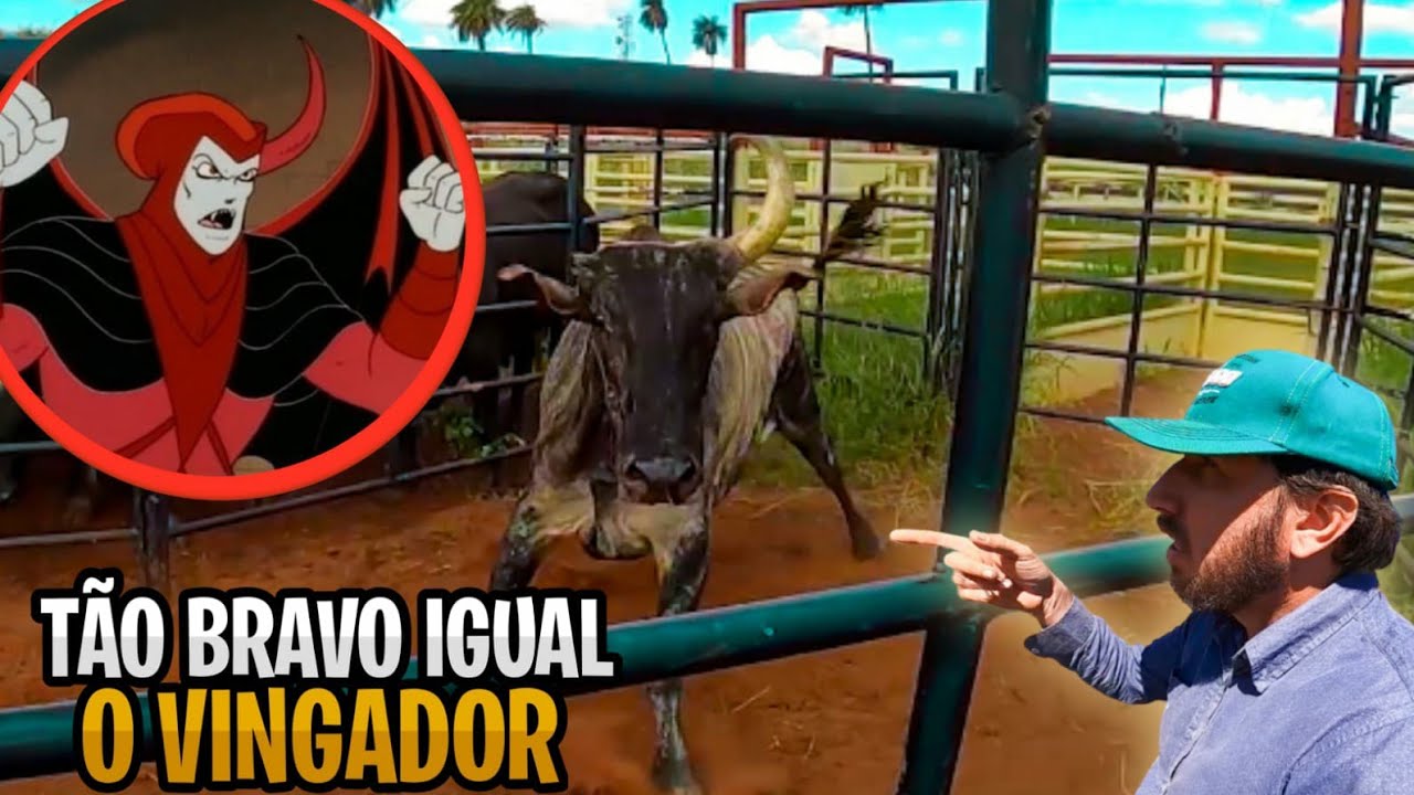 PEÃO ACEITOU O DESAFIO DO TOURO FEROZ CHIFRUDO