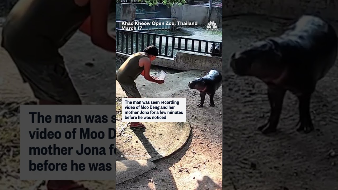 Man seen jumping into Moo Deng's enclosure