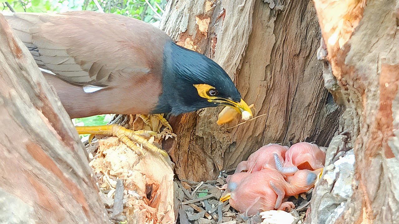 Myna Mom Brings Worm but Babies Are Sleeping @Birdsbabies7786 