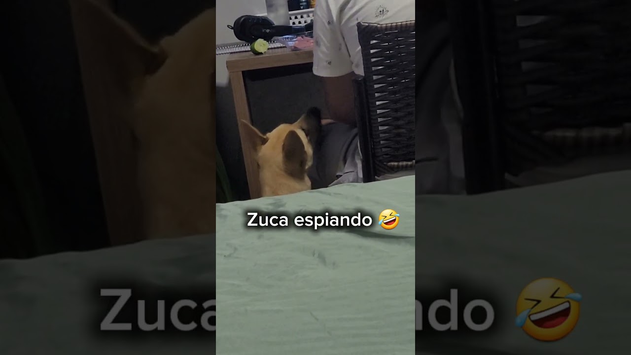Zuca espiona kkkkkk